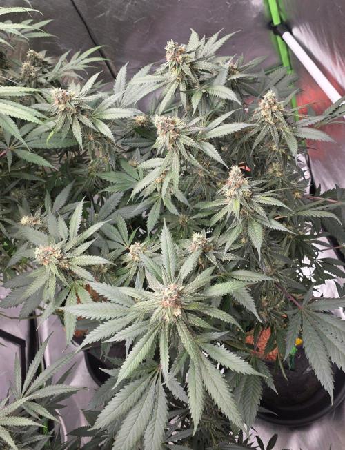 ONE LOVE Bob Marley Edition. Week 15
