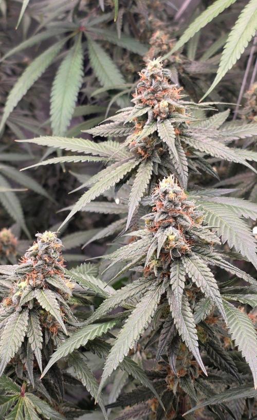 ONE LOVE Bob Marley Edition. Week 15
