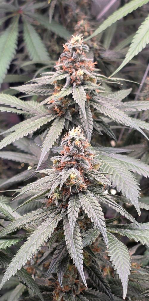 ONE LOVE Bob Marley Edition. Week 15