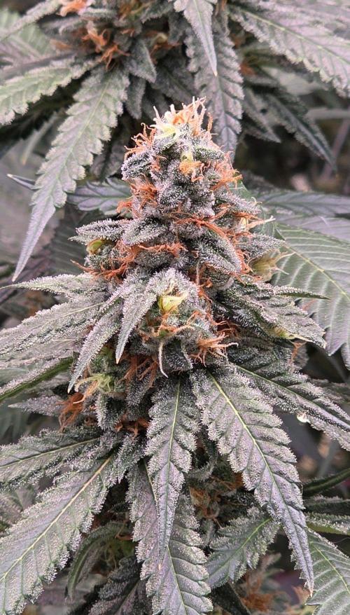 ONE LOVE Bob Marley Edition. Week 15