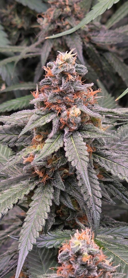ONE LOVE Bob Marley Edition. Week 15
