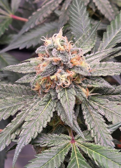 ONE LOVE Bob Marley Edition. Week 15