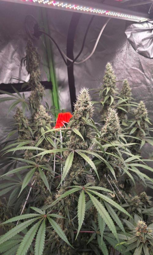 Brain Dead X Zazul. Week 15
