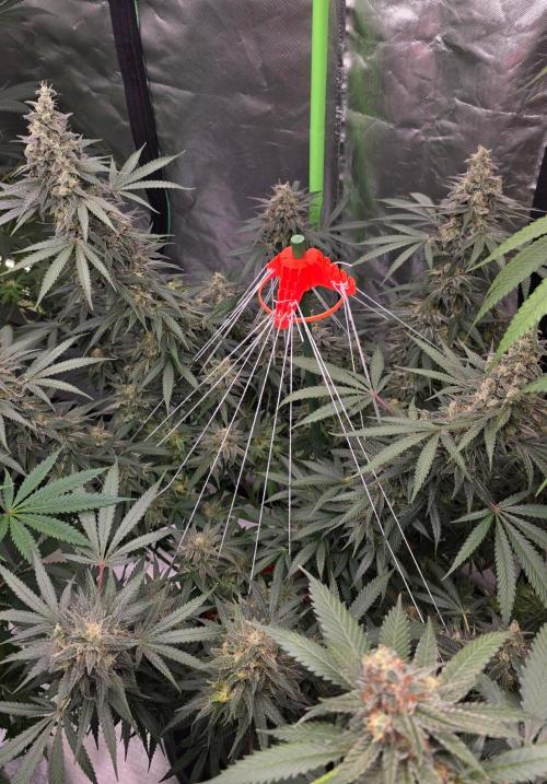 SweetSeeds X CCG. Week 15