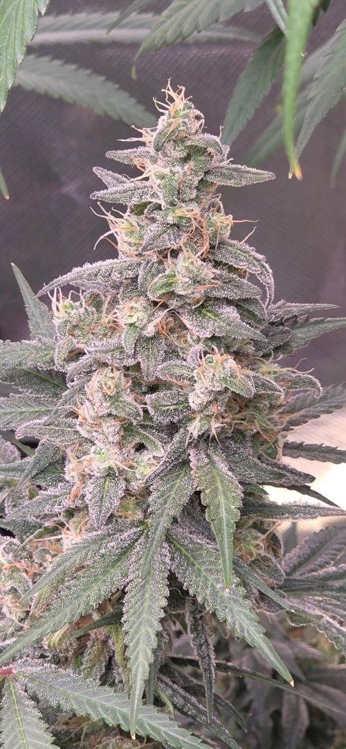SweetSeeds X CCG. Week 15