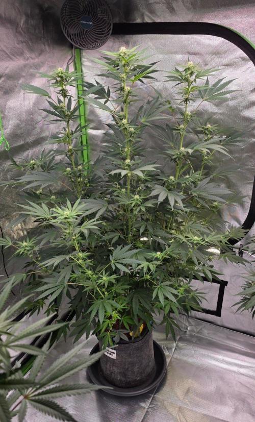 White Runtz X Spritzer. Week 11