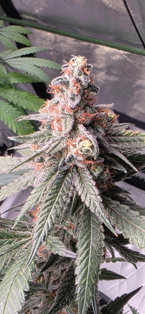 ONE LOVE Bob Marley Edition. Week 17