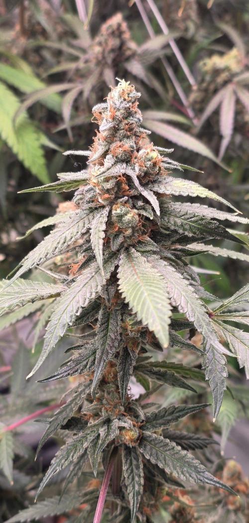 ONE LOVE Bob Marley Edition. Week 17