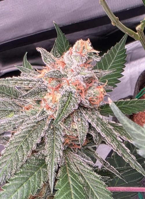 ONE LOVE Bob Marley Edition. Week 17