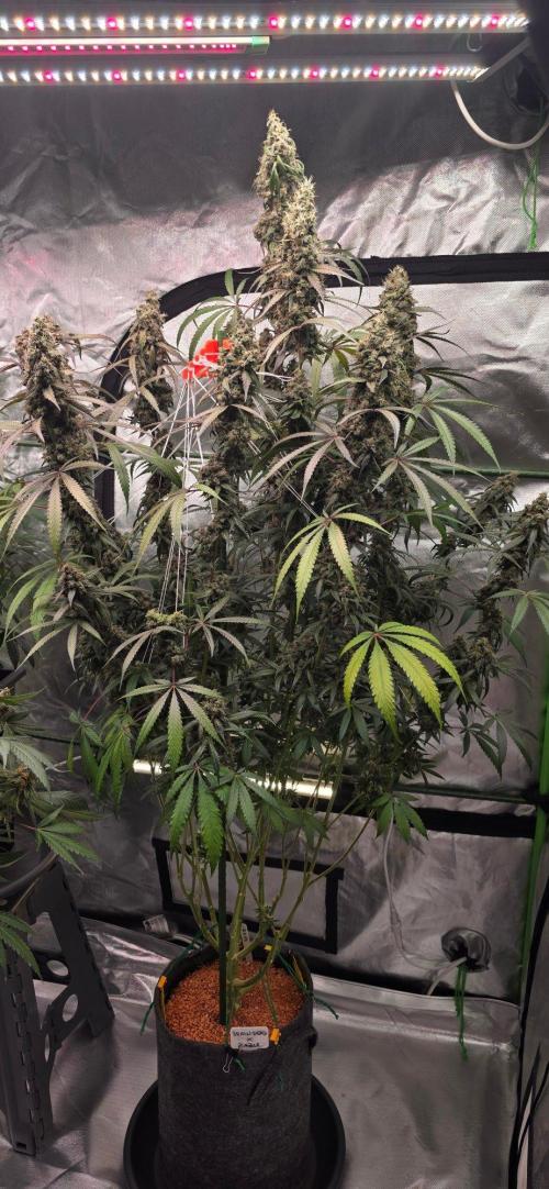 Brain Dead X Zazul. Week 17