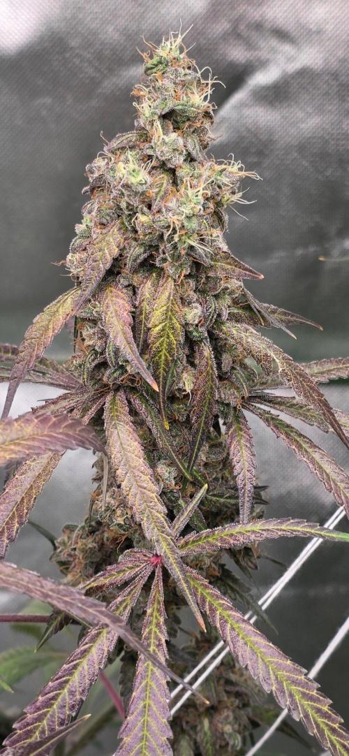 Brain Dead X Zazul. Week 17
