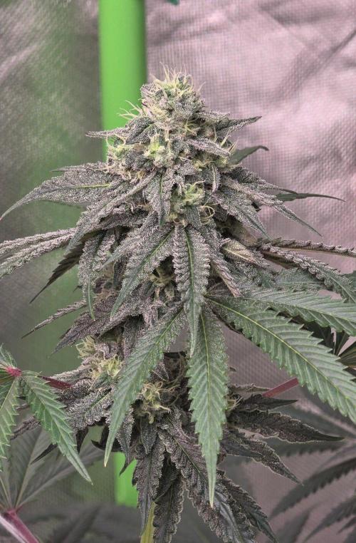 White Runtz X Spritzer. Week 13