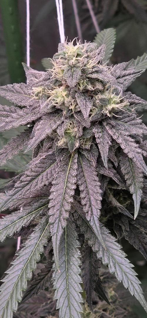 White Runtz X Spritzer. Week 13