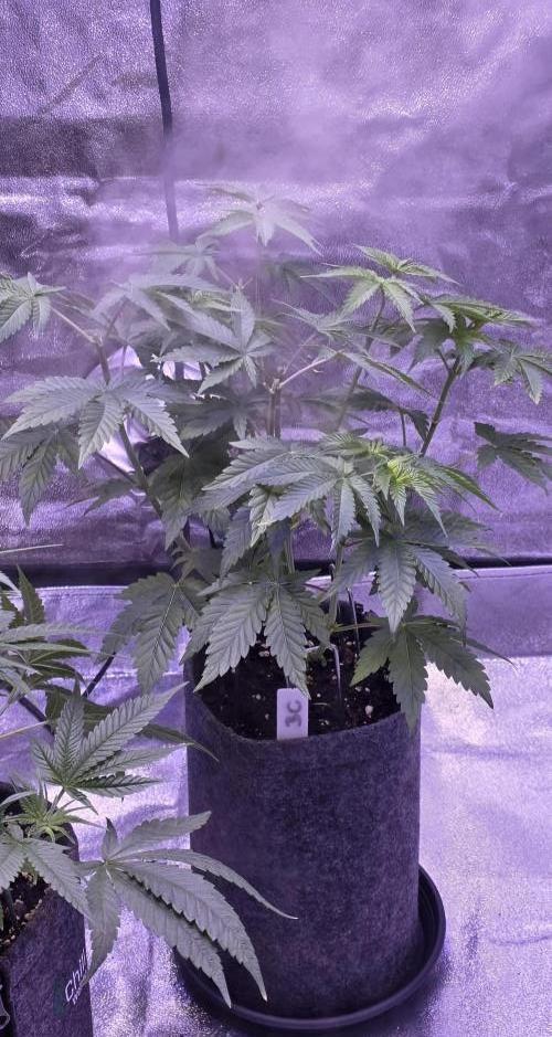 Booberry Coockies Rbx. Week 6