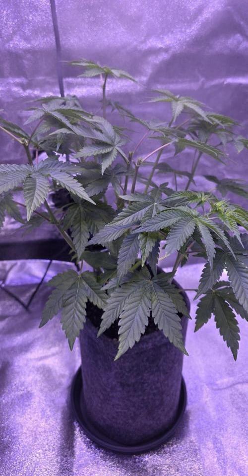 Booberry Coockies Rbx. Week 6