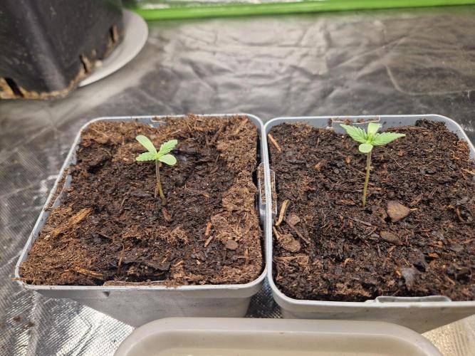 RQS Special queen #1. Week 1