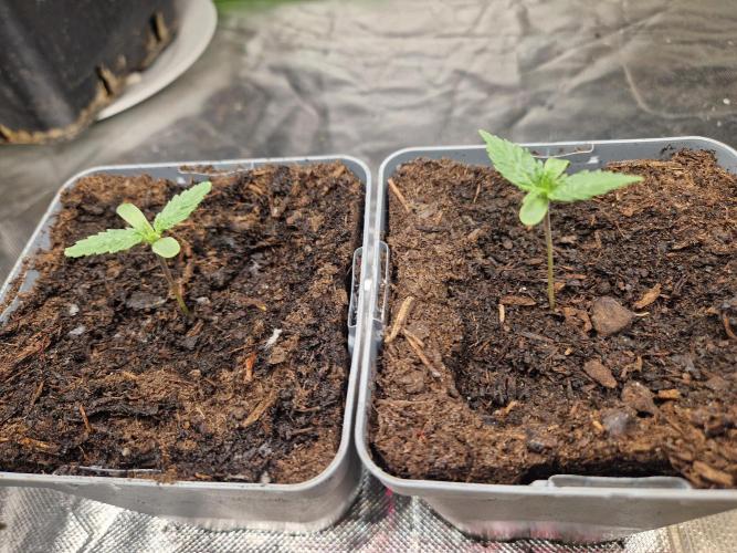 RQS Special queen #1. Week 1 - Day 5