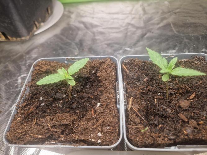 RQS Special queen #1. Week 1 - Day 5