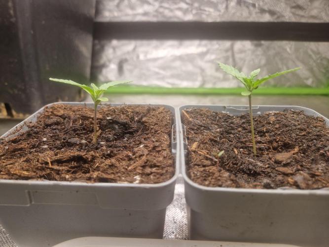 RQS Special queen #1. Week 1 - Day 7