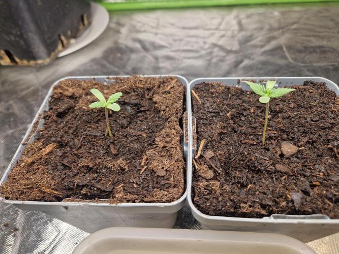 RQS Special queen #1. Week 1 - Day 3