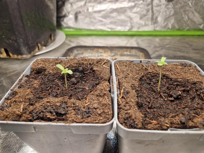 RQS Special queen #1. Week 1 - Day 2