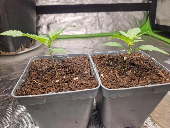 RQS Special queen #1. Week 2