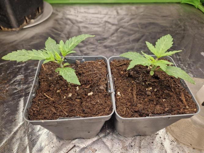 RQS Special queen #1. Week 2