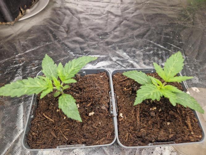 RQS Special queen #1. Week 2