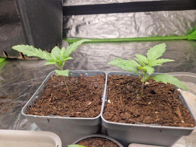 RQS Special queen #1. Week 2