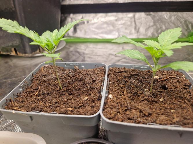 RQS Special queen #1. Week 2