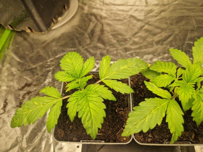 RQS Special queen #1. Week 2