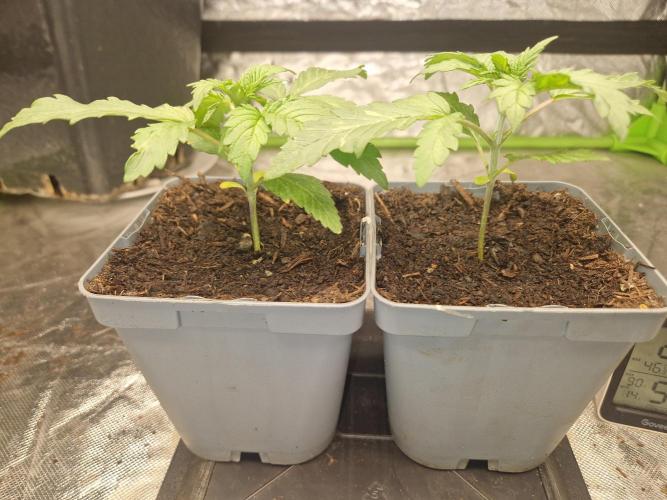 RQS Special queen #1. Week 2