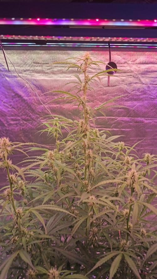 Auto northern dragon fuel