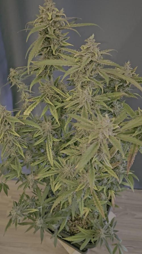 Auto Trichome & Cream