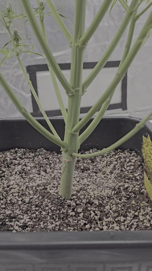 Auto northern dragon fuel