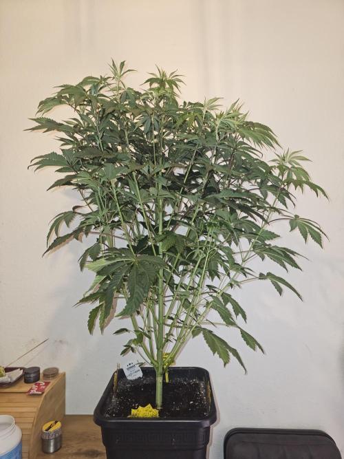 PARADISE SUNSET. Week 8