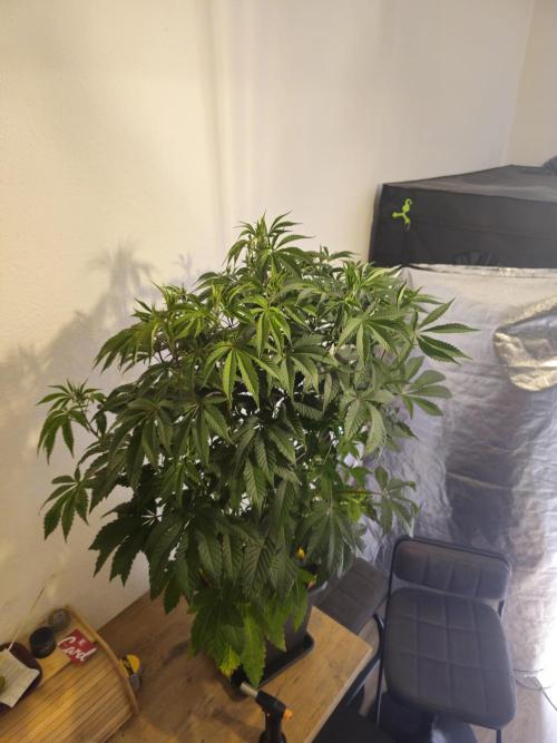 PARADISE SUNSET. Week 8