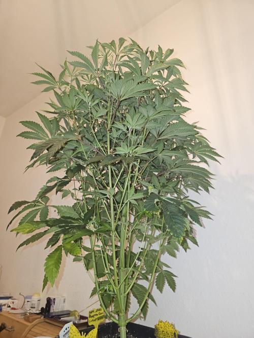 PARADISE SUNSET. Week 8