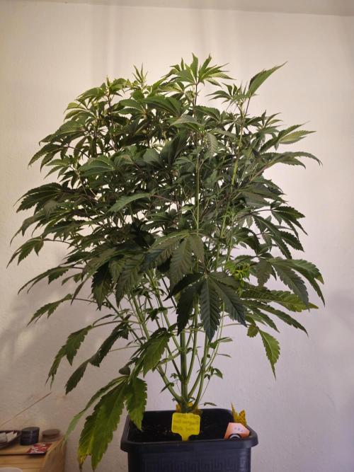 PARADISE SUNSET. Week 8