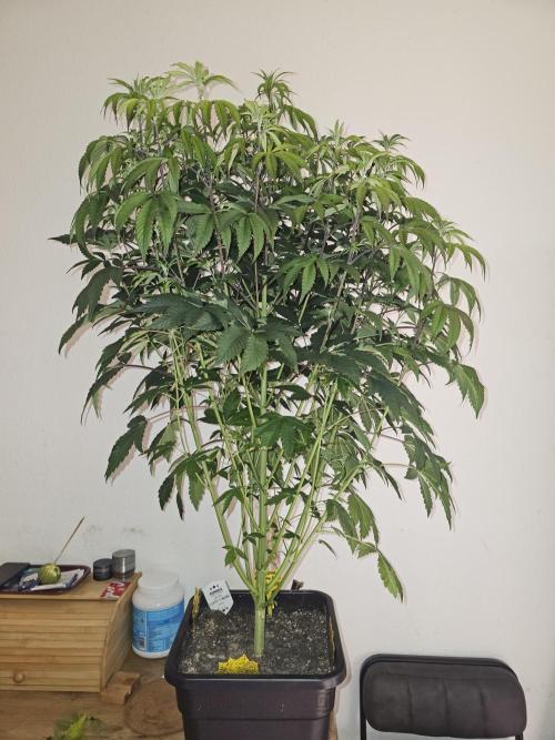 PARADISE SUNSET. Week 9