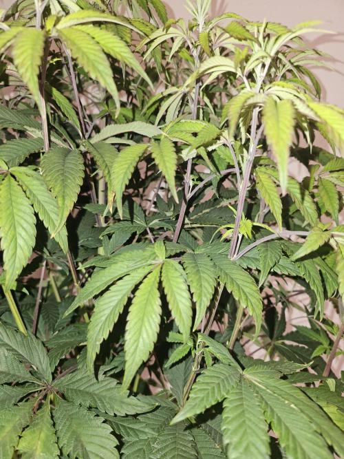 PARADISE SUNSET. Week 9