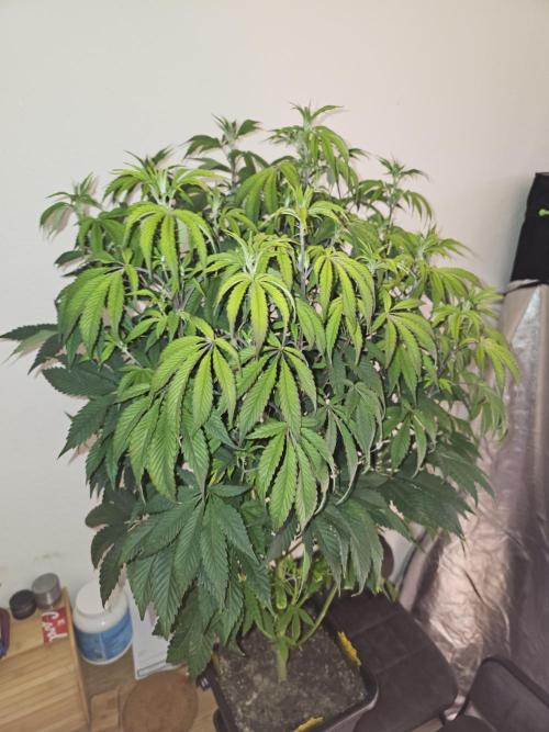 PARADISE SUNSET. Week 9