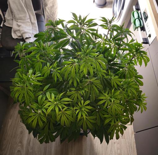 PARADISE SUNSET. Week 9