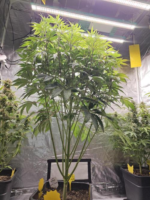 PARADISE SUNSET. Week 10