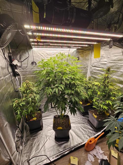 PARADISE SUNSET. Week 10