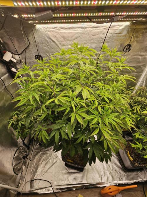 PARADISE SUNSET. Week 10