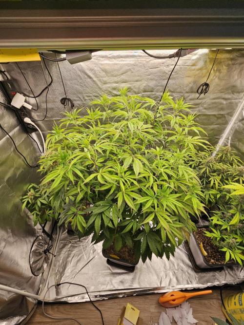 PARADISE SUNSET. Week 10