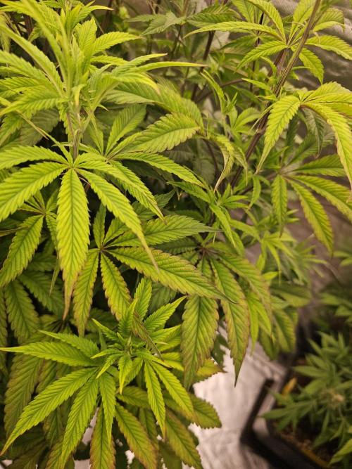 PARADISE SUNSET. Week 10