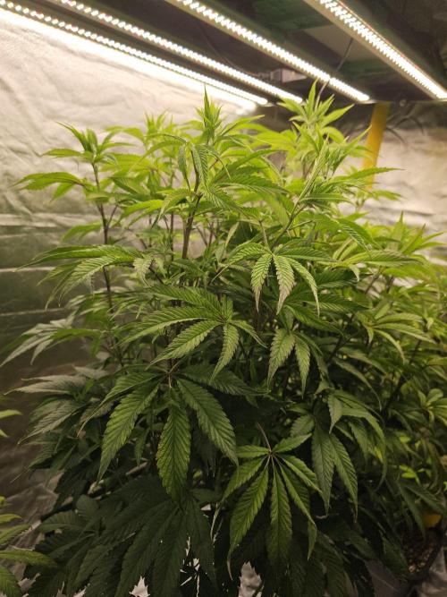 PARADISE SUNSET. Week 10