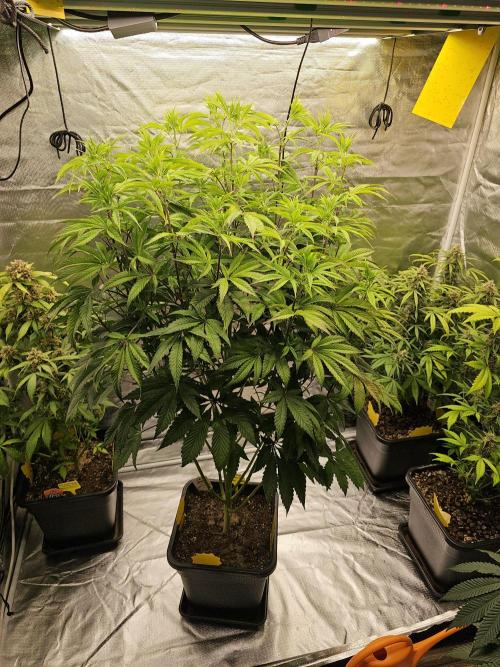 PARADISE SUNSET. Week 10